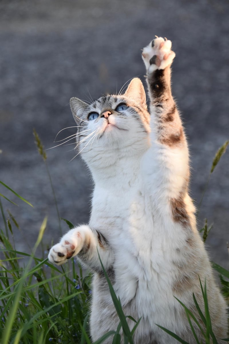 Taekwondo training